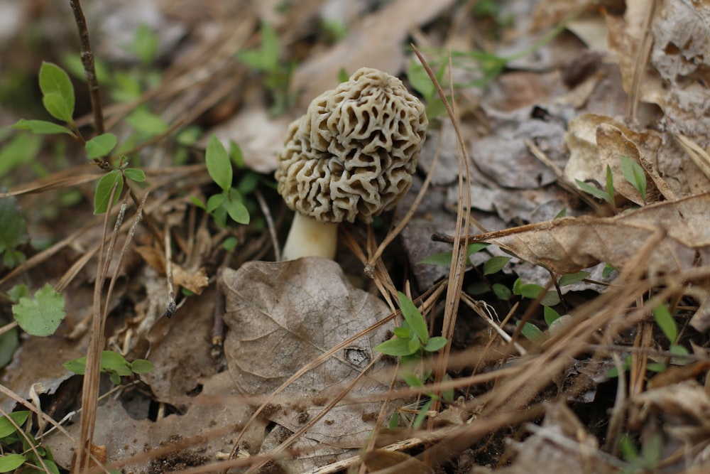 a close up of a small mushroom on the ground