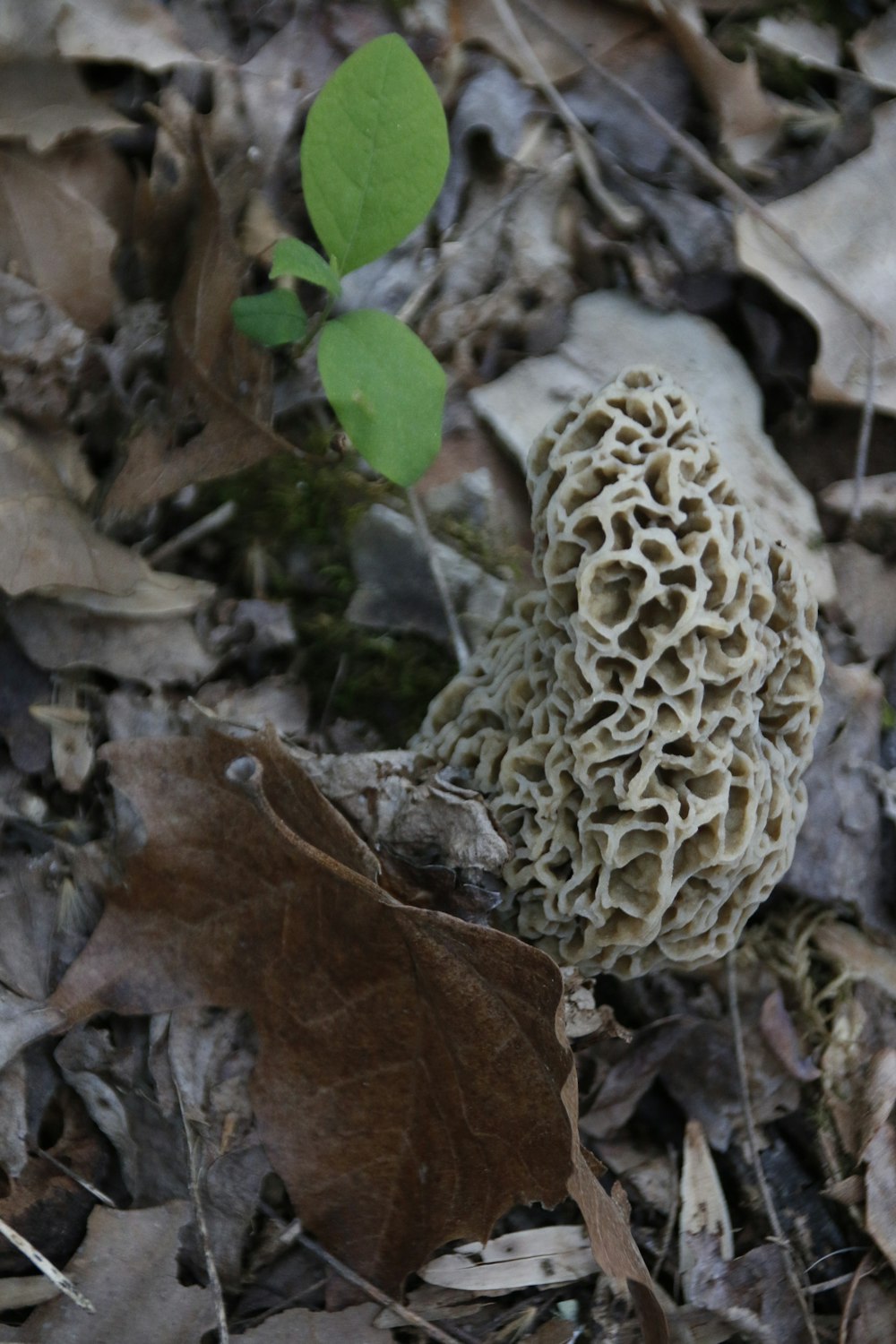 a close up of a mushroom on the ground