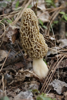 a close up of a mushroom on the ground