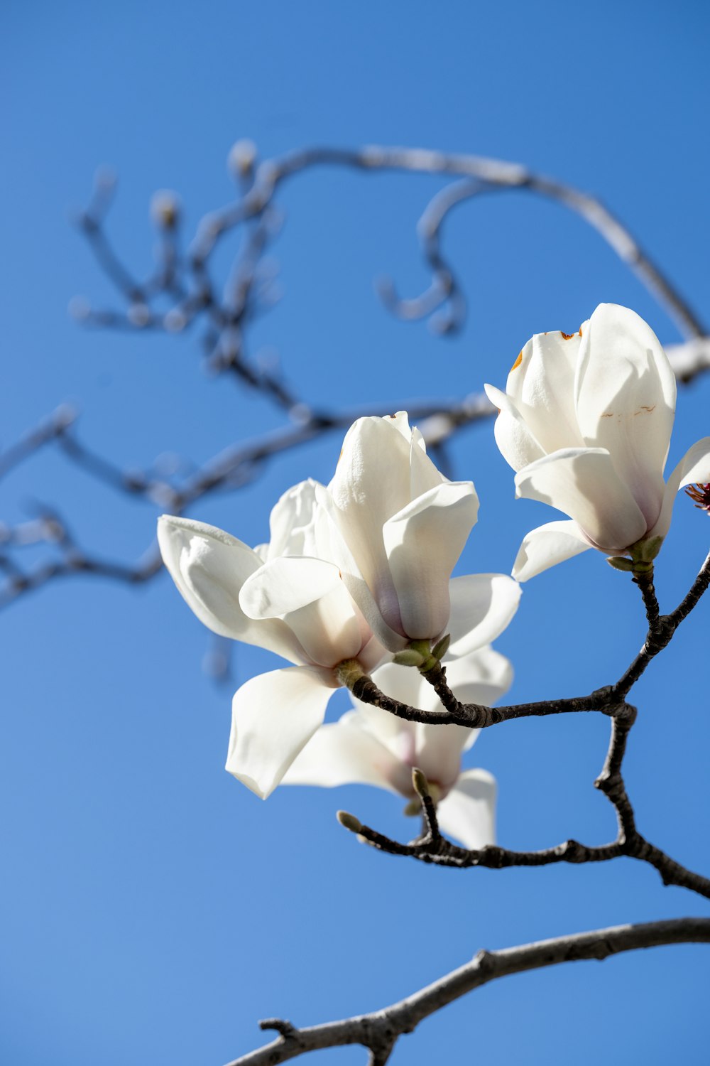 a tree branch with white flowers against a blue sky