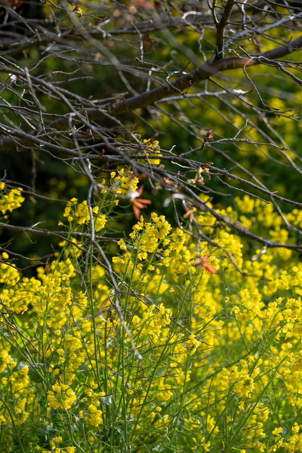 a field full of yellow flowers next to a tree