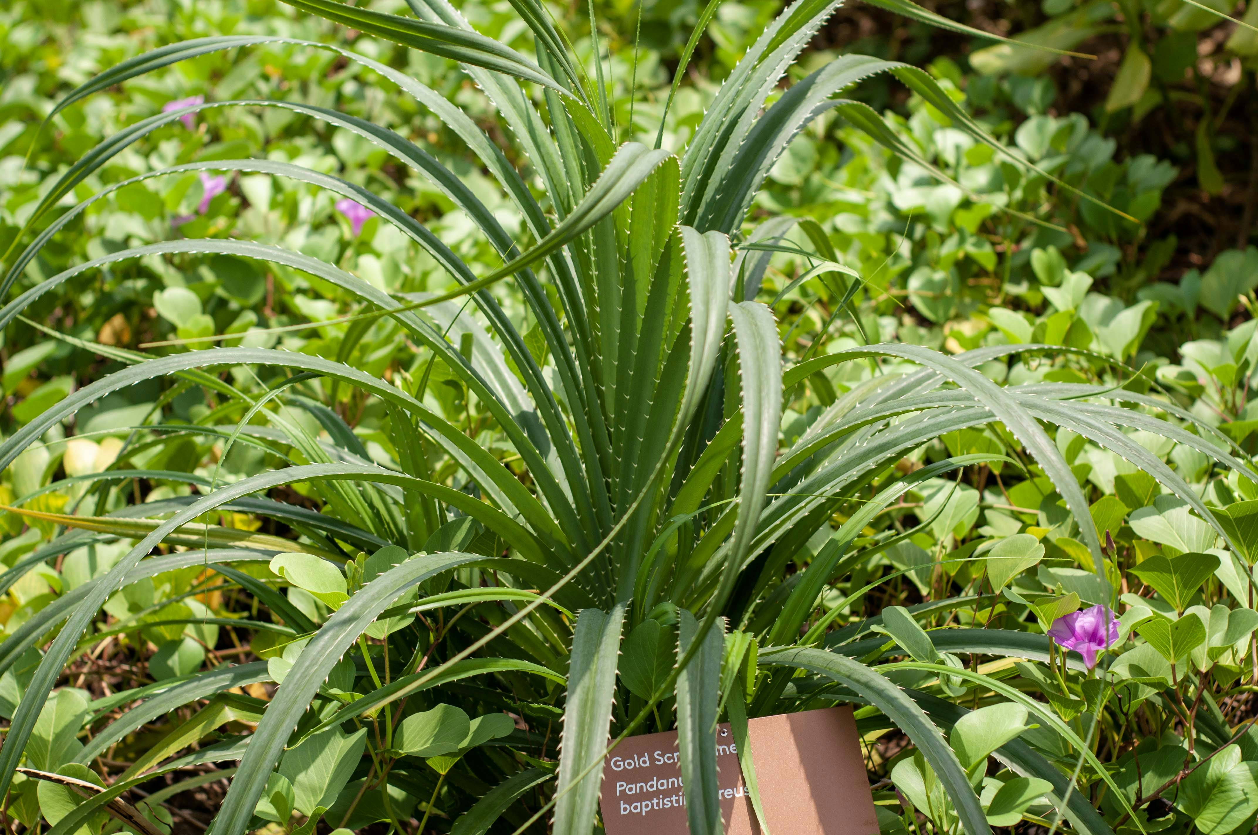 Close up of healthy,
    oil-rich leaves of a repellent plant