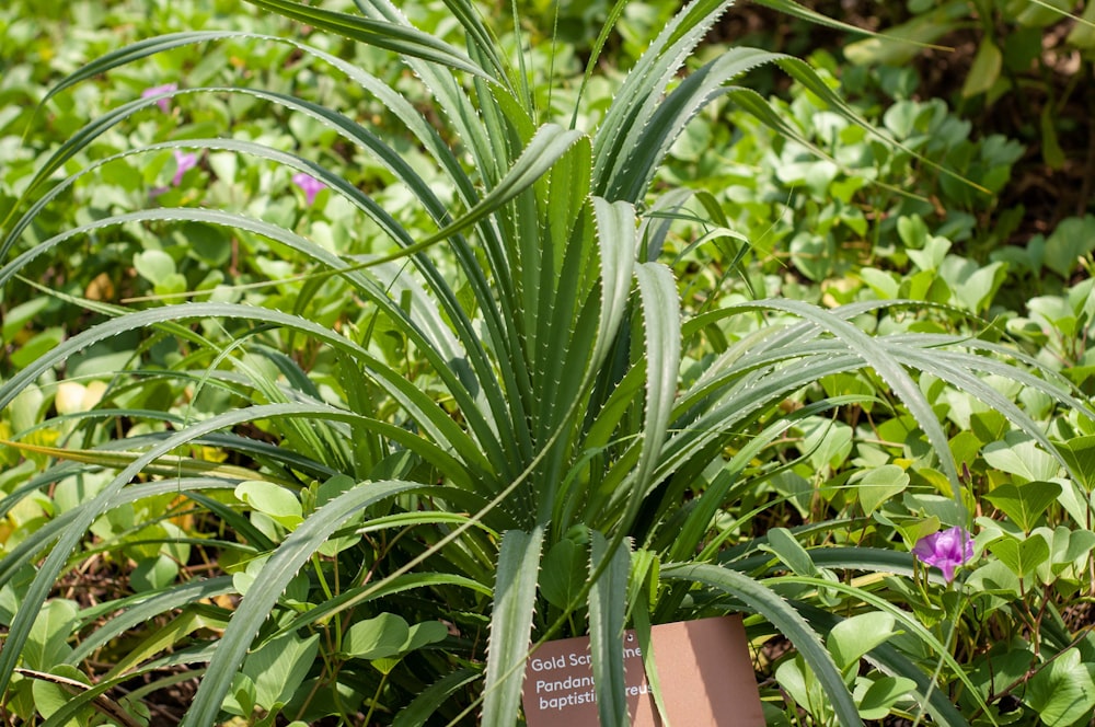 a green plant with a sign in the middle of it