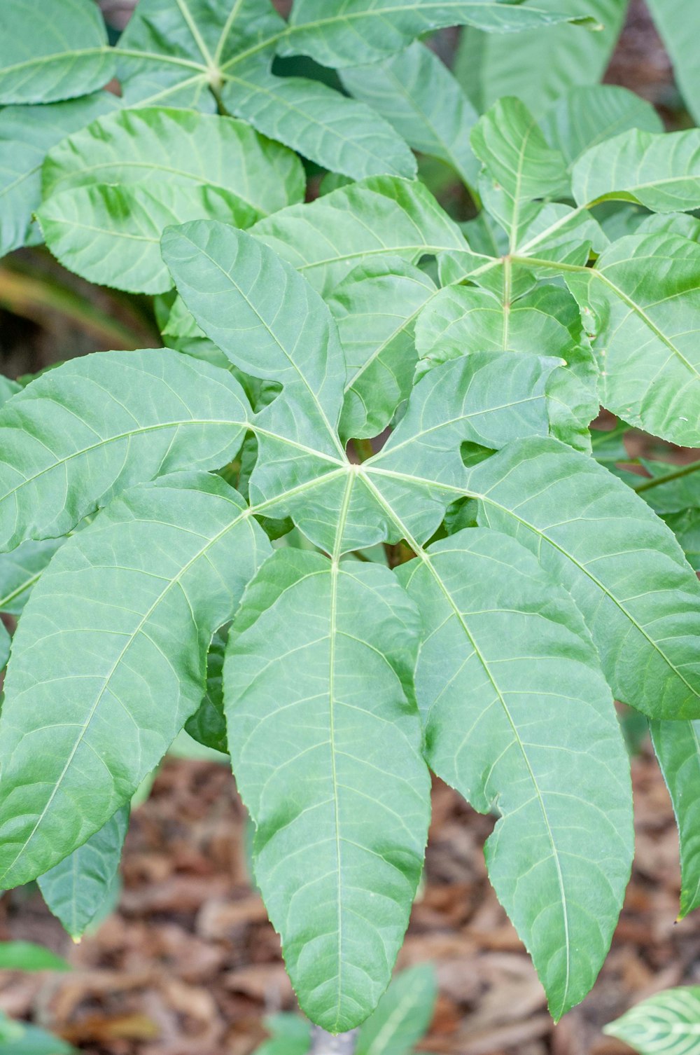 a close up of a green leafy plant