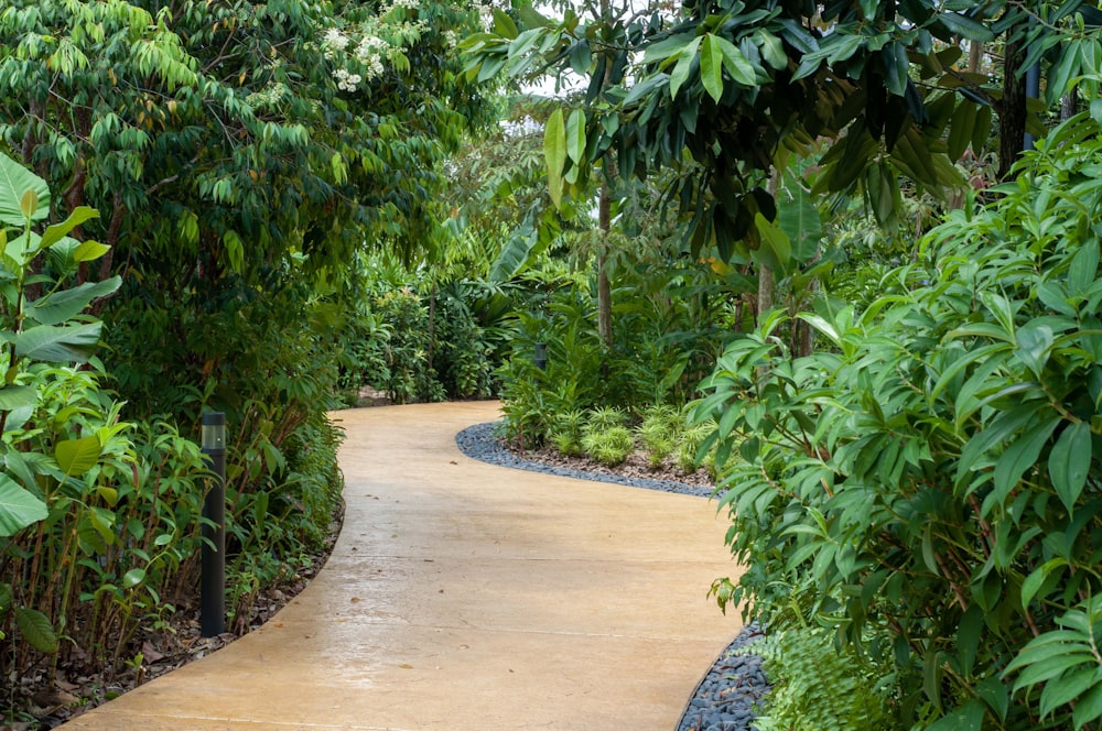 a pathway in a tropical garden with lots of trees