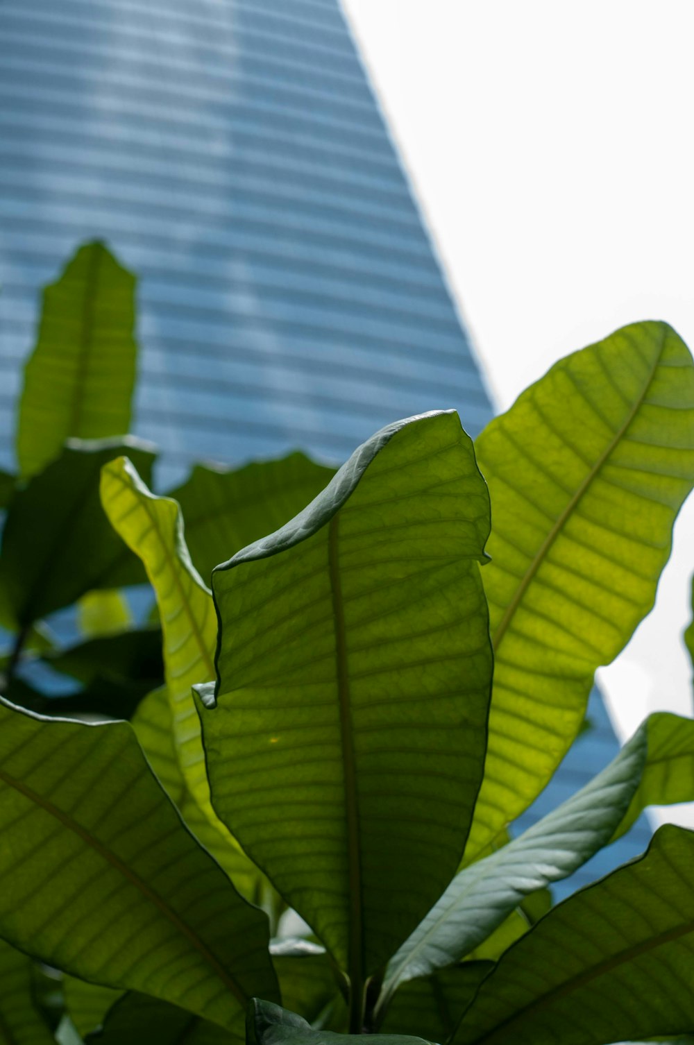 a large green leafy plant in front of a tall building
