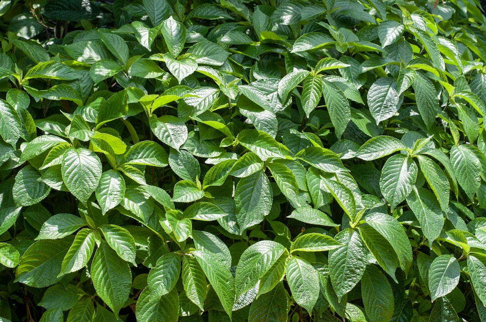 a close up of a plant with green leaves