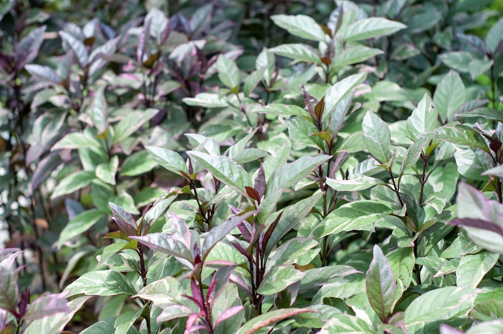 a close up of a bush with purple leaves