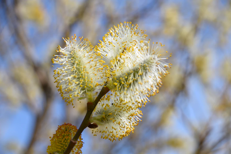 The image shows a close-up view of three pussy willows, also known as pussy willow trees or pussy willows, with white flowers and yellow centers. The flowers are in full bloom, displaying their vibrant colors against a blurred background that suggests the presence of other plants and foliage.