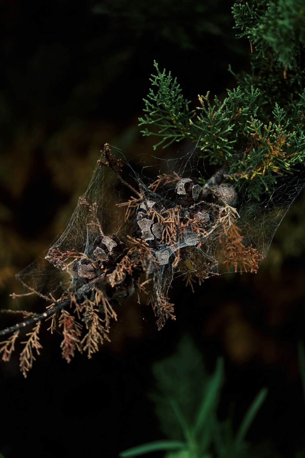 a spider web hanging from a tree branch