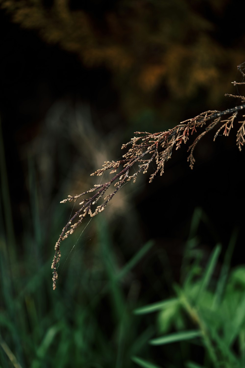 a close up of a plant in a field