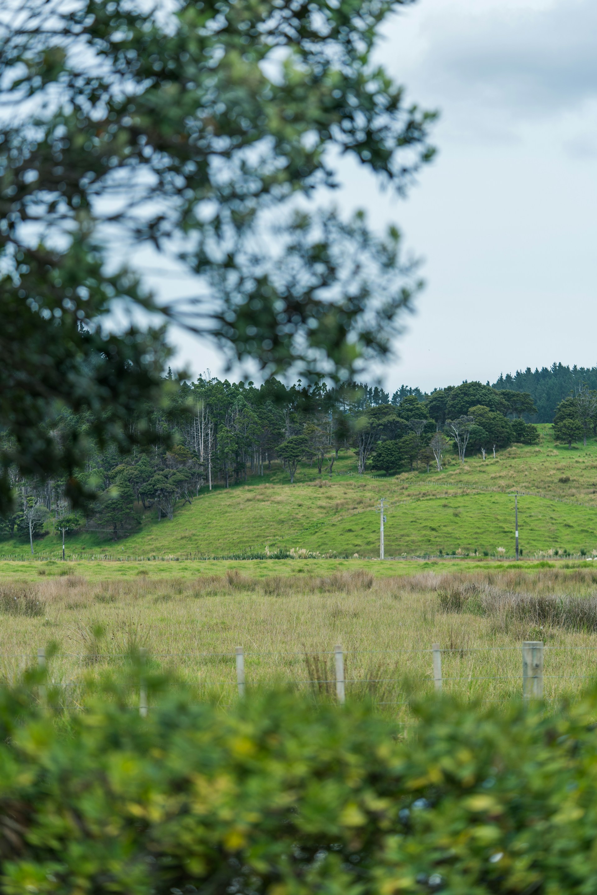 a field with trees and a hill in the background