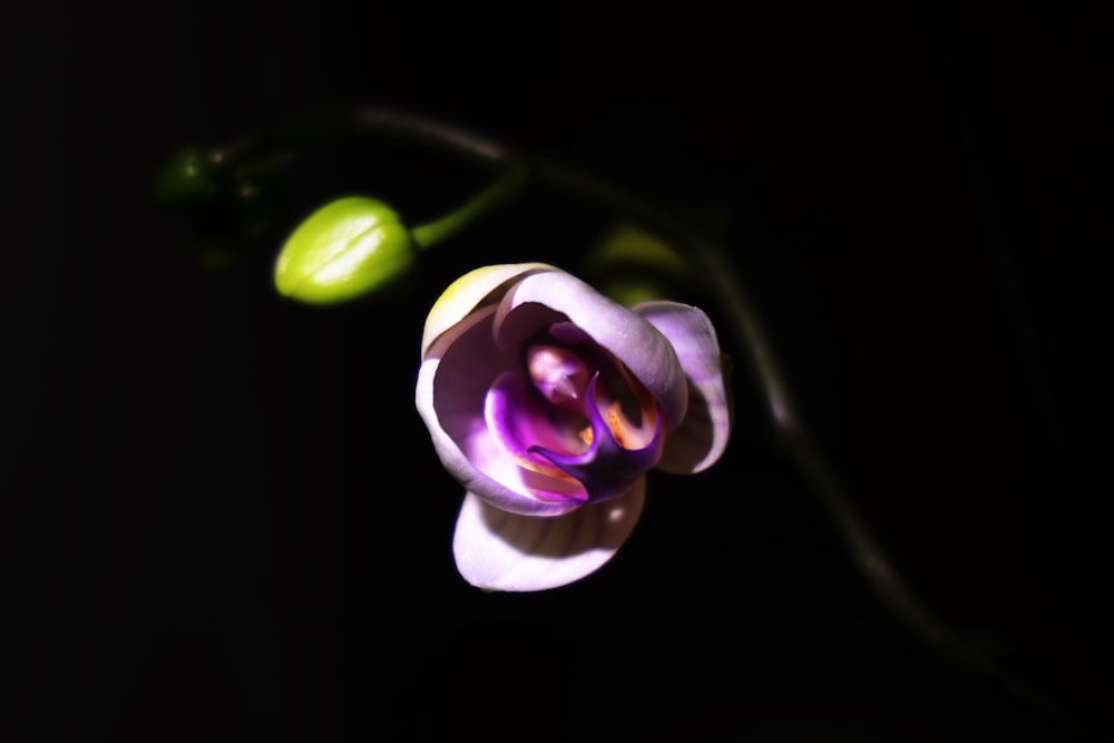a flower that is sitting in the dark