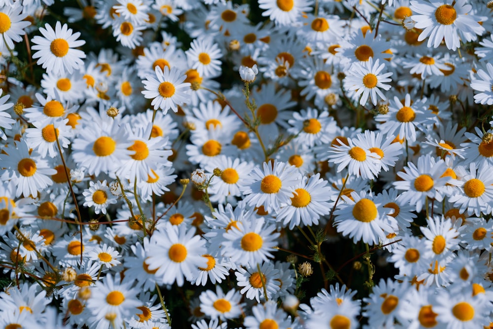 a bunch of white flowers with yellow centers