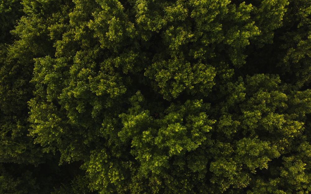 an overhead view of a tree with green leaves