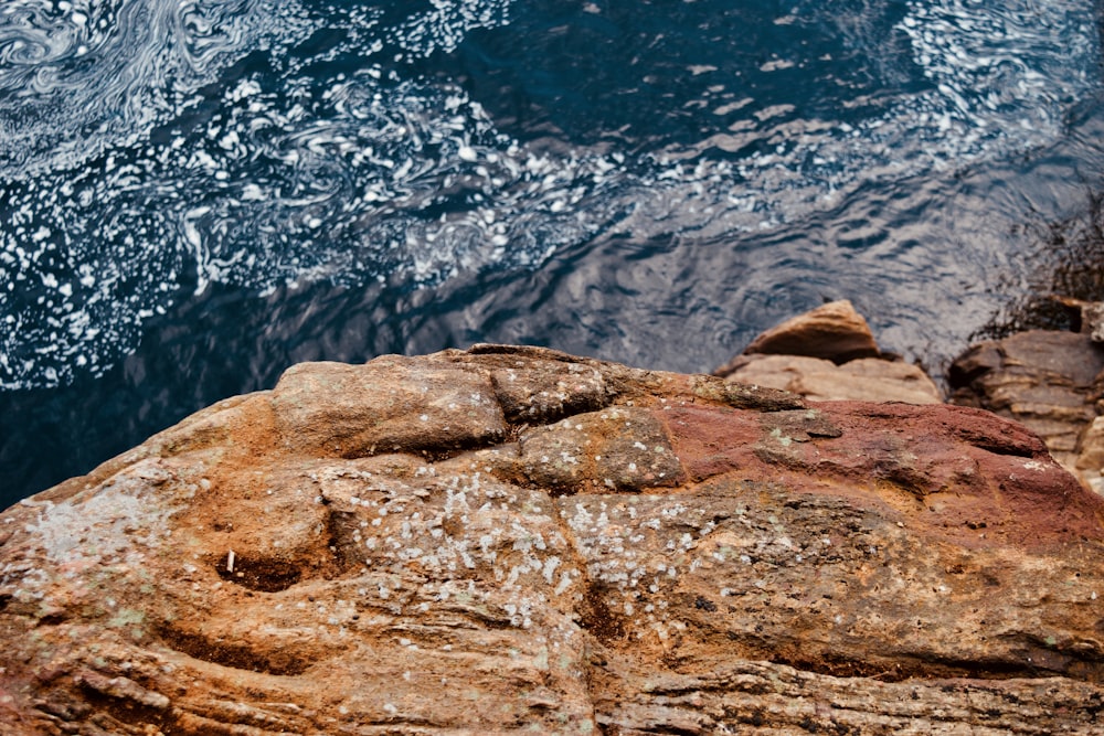 a bird sitting on top of a rock next to a body of water