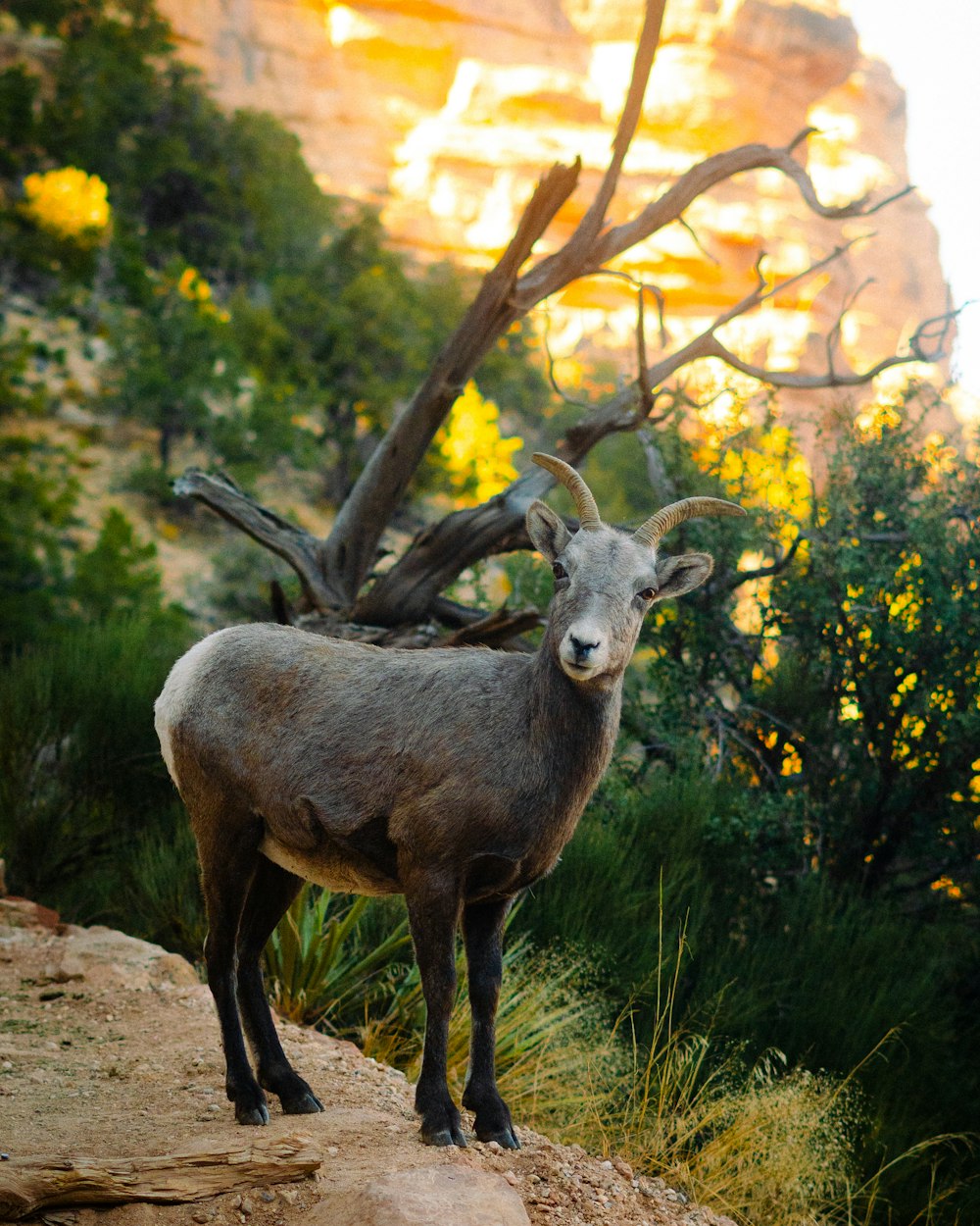 a goat standing on top of a rocky hillside