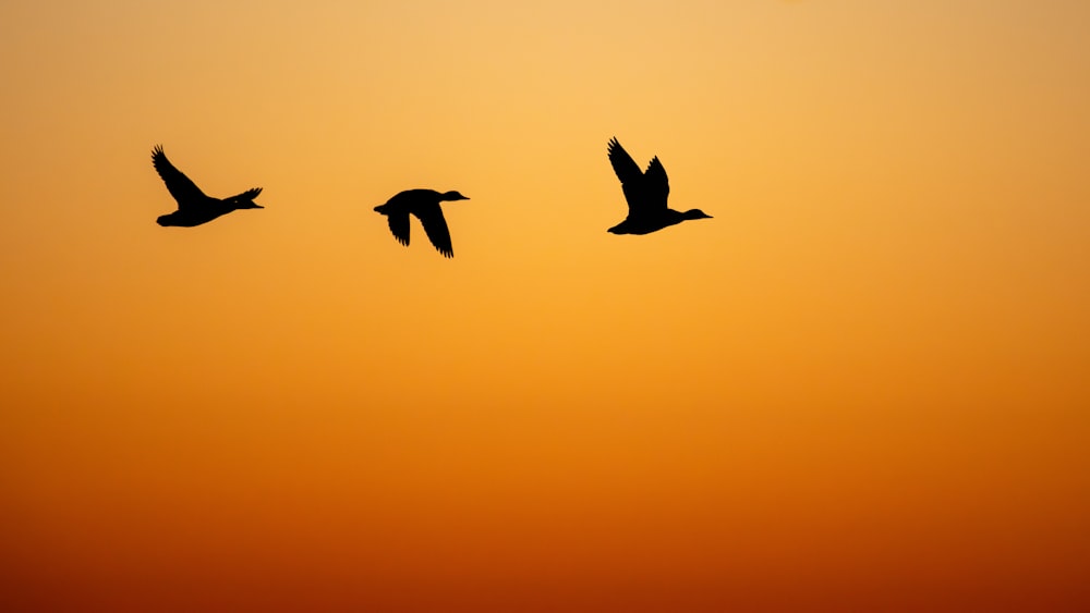 a flock of birds flying through a sunset sky