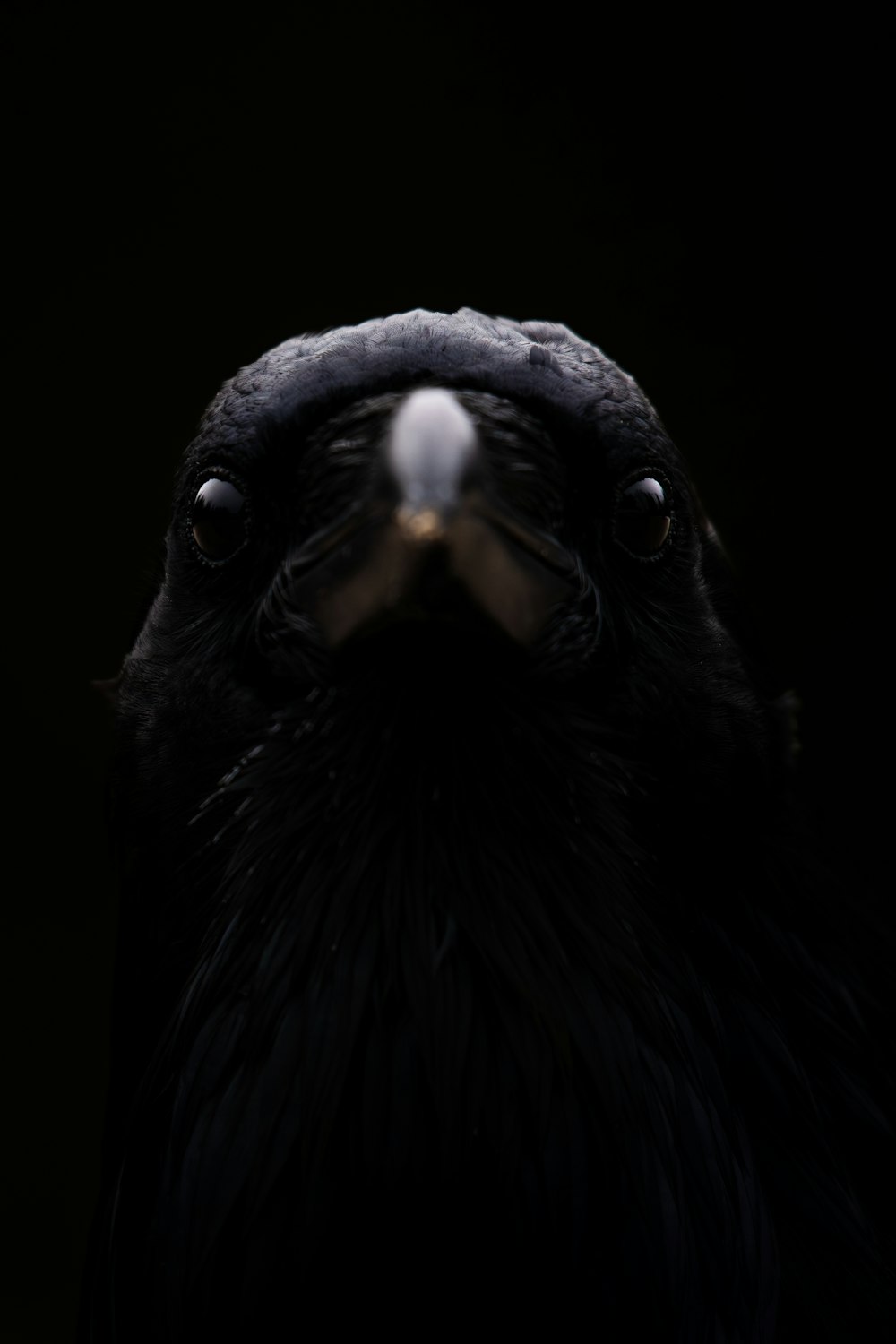a close up of a black bird on a black background