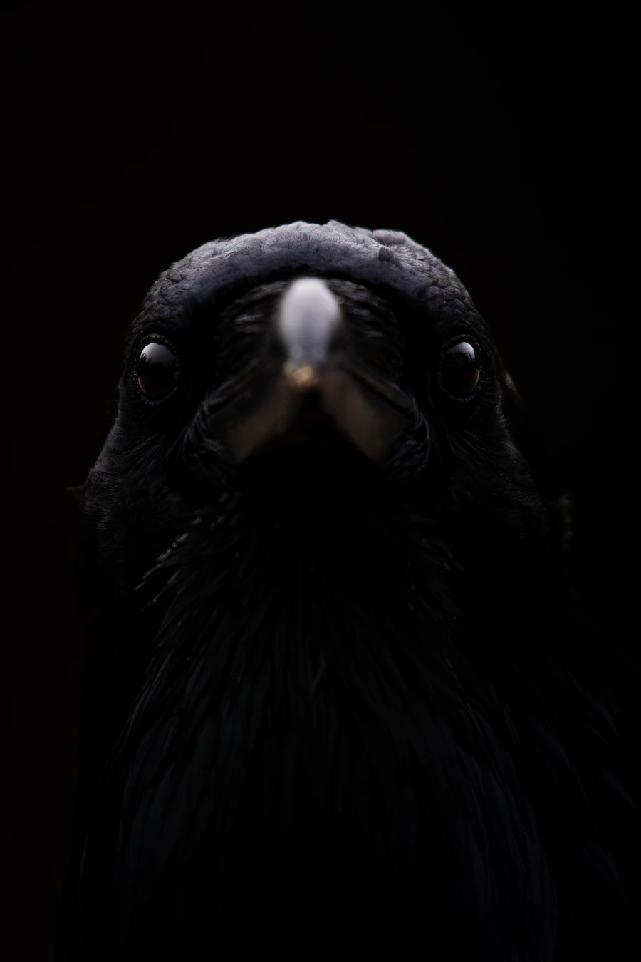 Close-up portrait of a raven, symbolizing intelligence and adaptability