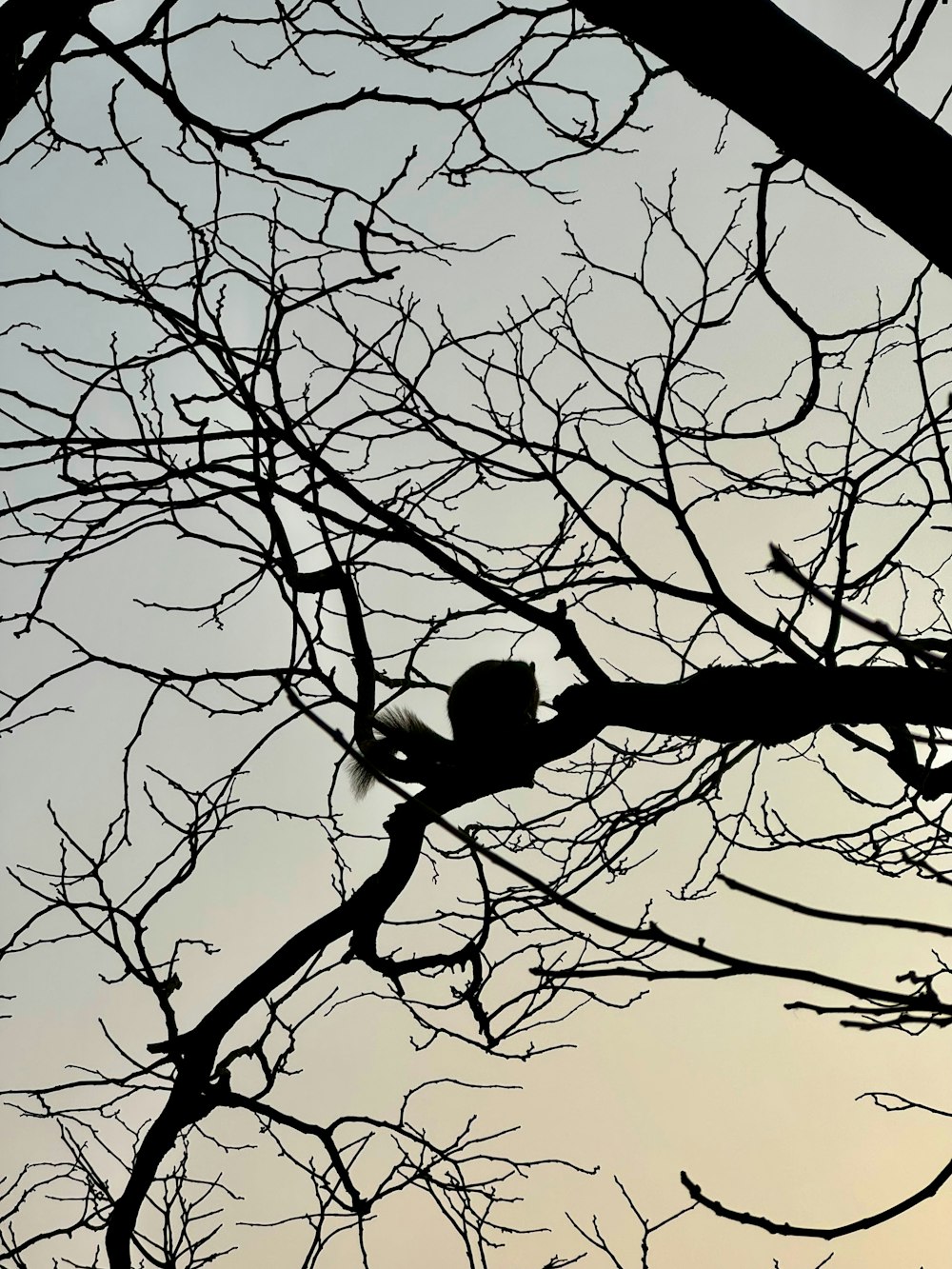 a bird sitting in a tree with no leaves