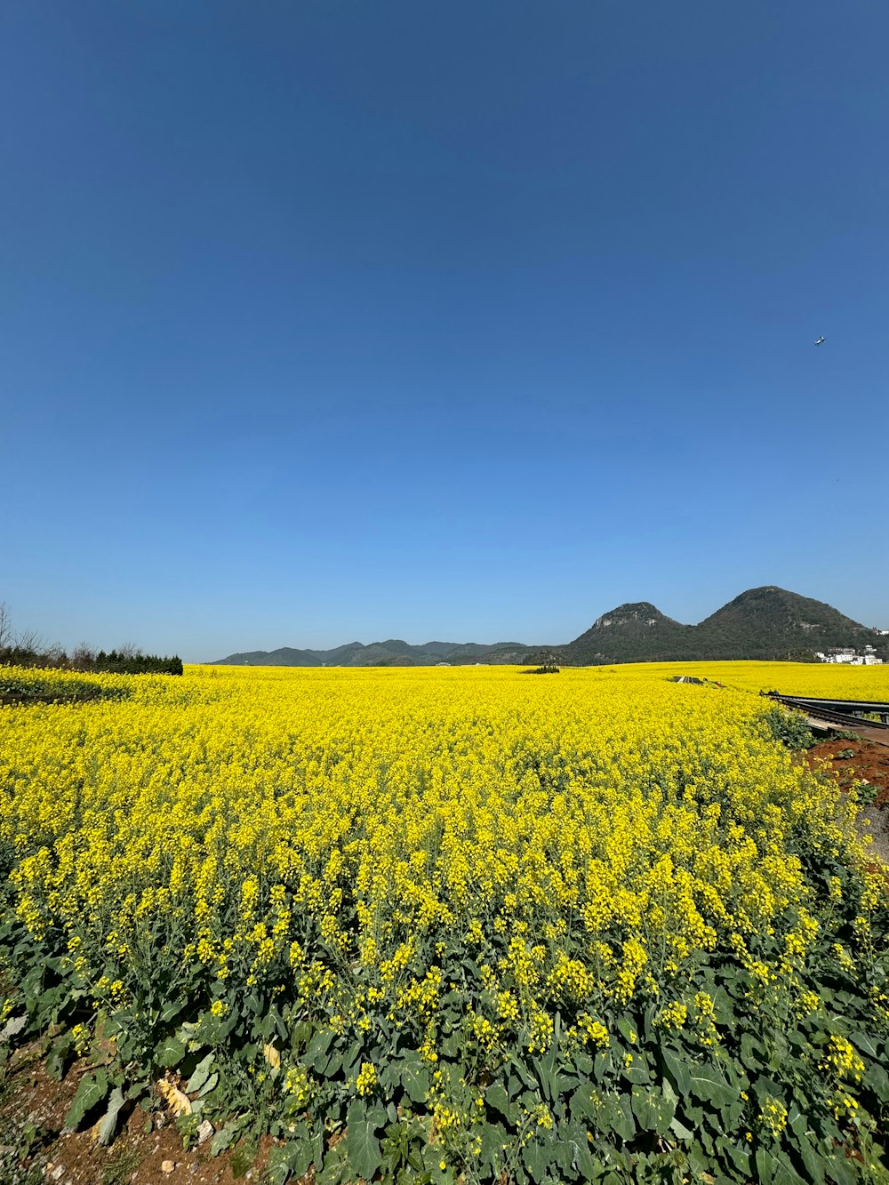 a field full of yellow flowers under a blue sky