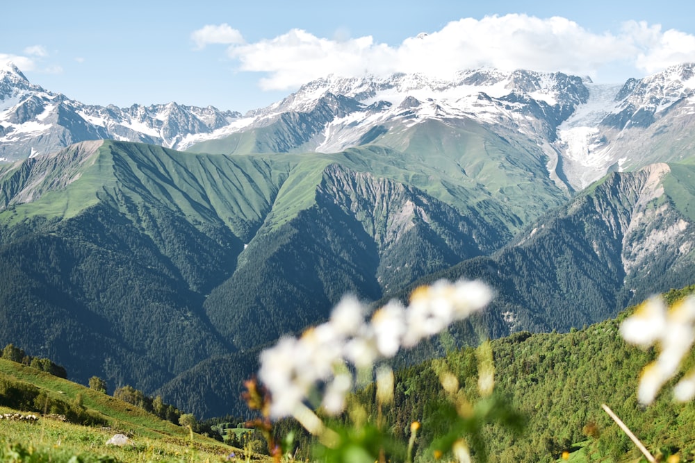 a view of a mountain range with flowers in the foreground