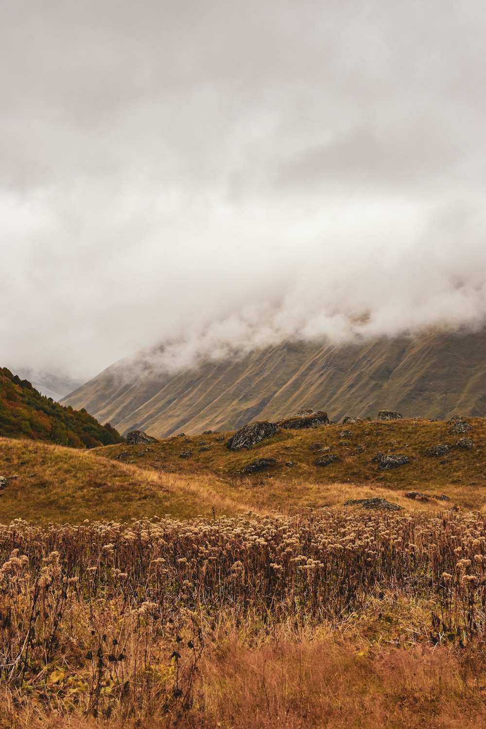 a grassy field with a mountain in the background