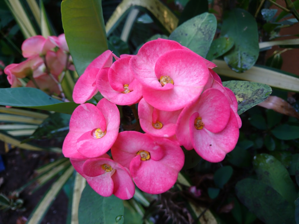 um ramo de flores cor-de-rosa em um jardim