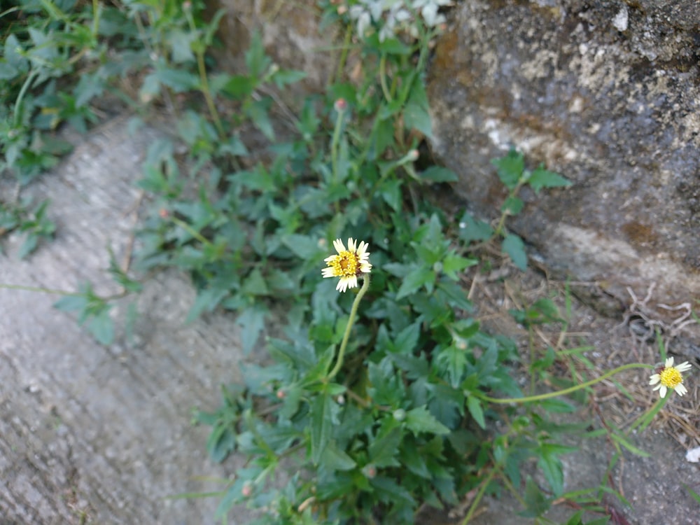 a yellow and white flower sitting on top of a rock