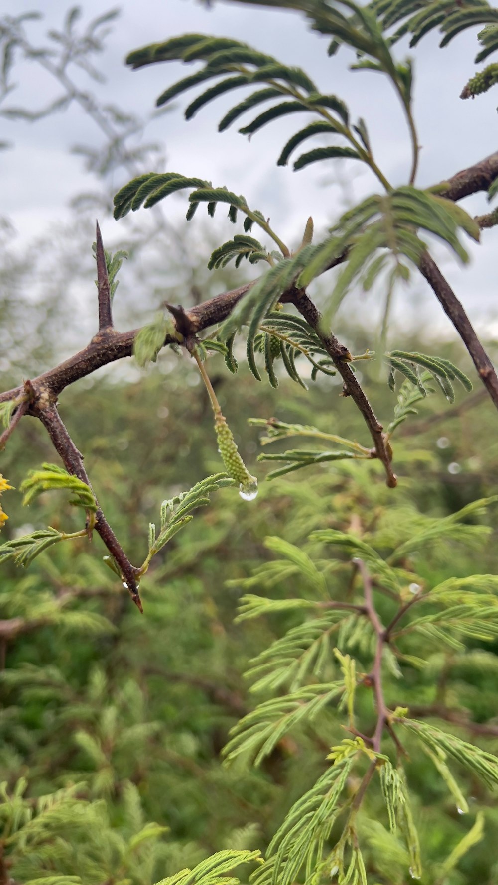 a close up of a tree branch with leaves