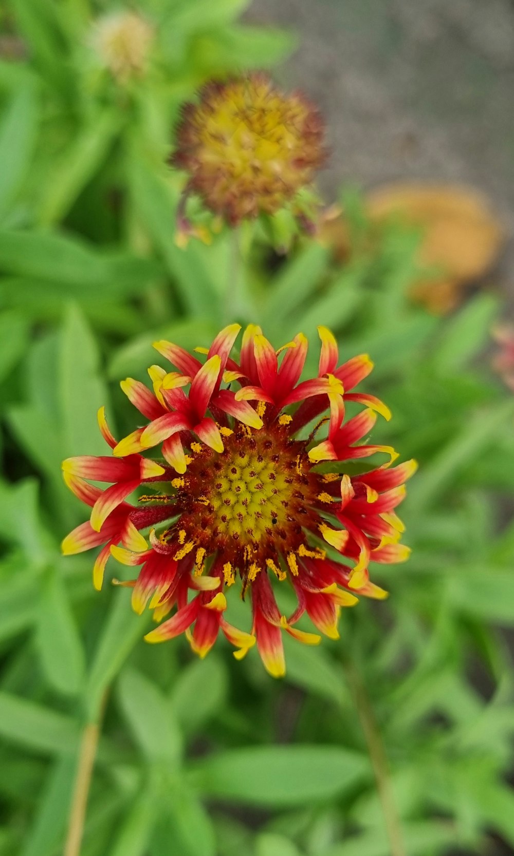 a close up of a red and yellow flower