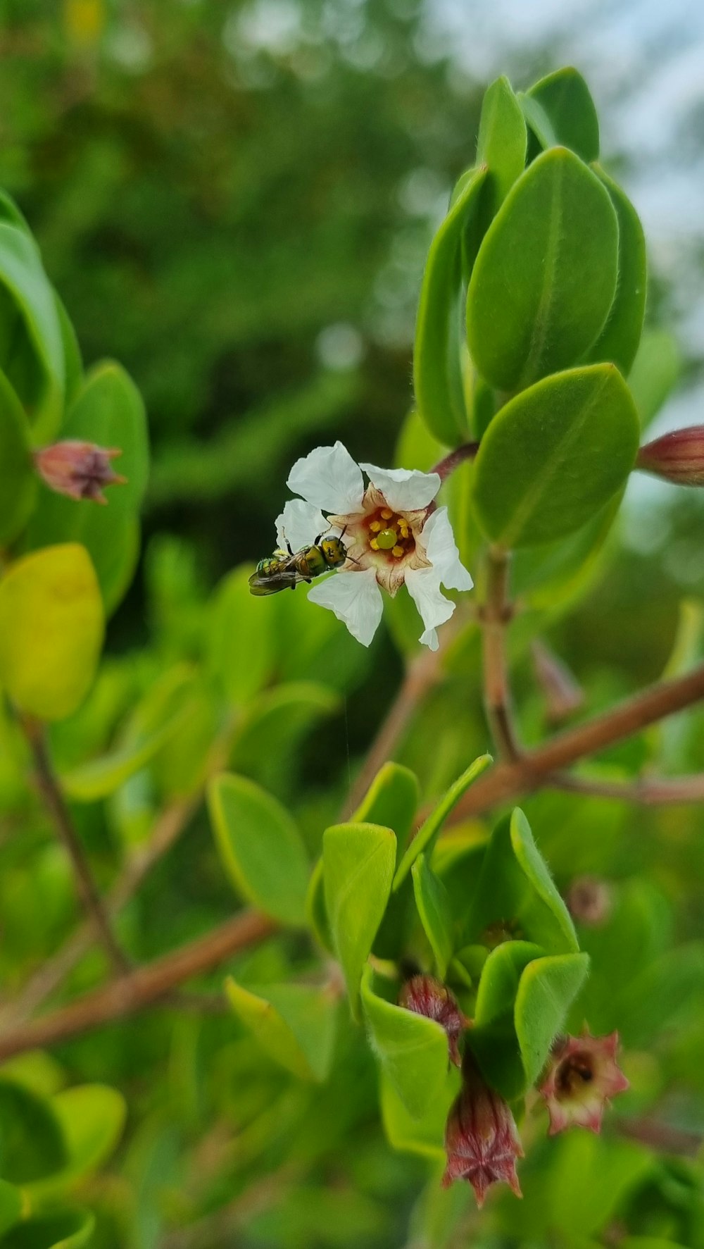 a small white flower on a green plant