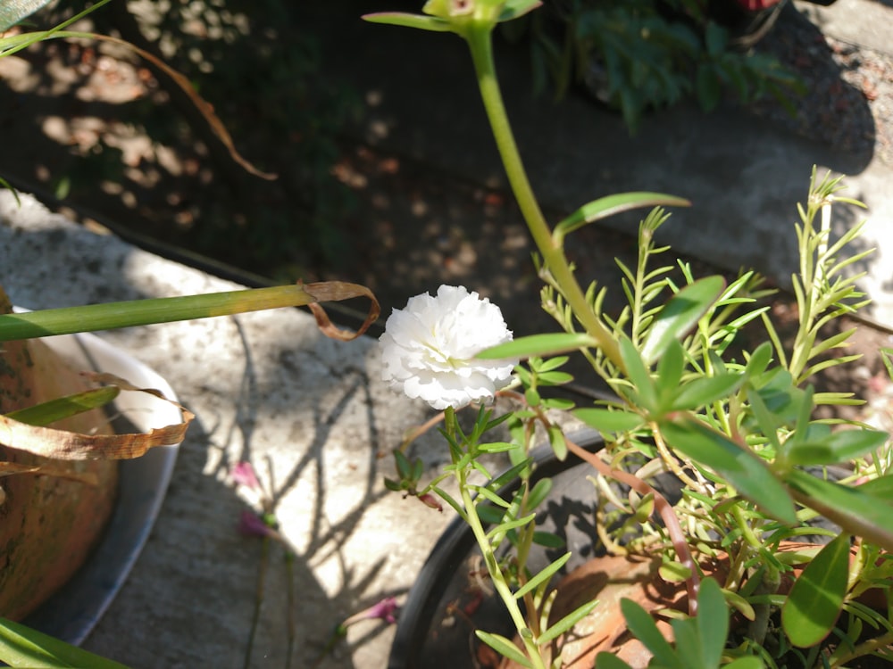 a close up of a flower in a pot