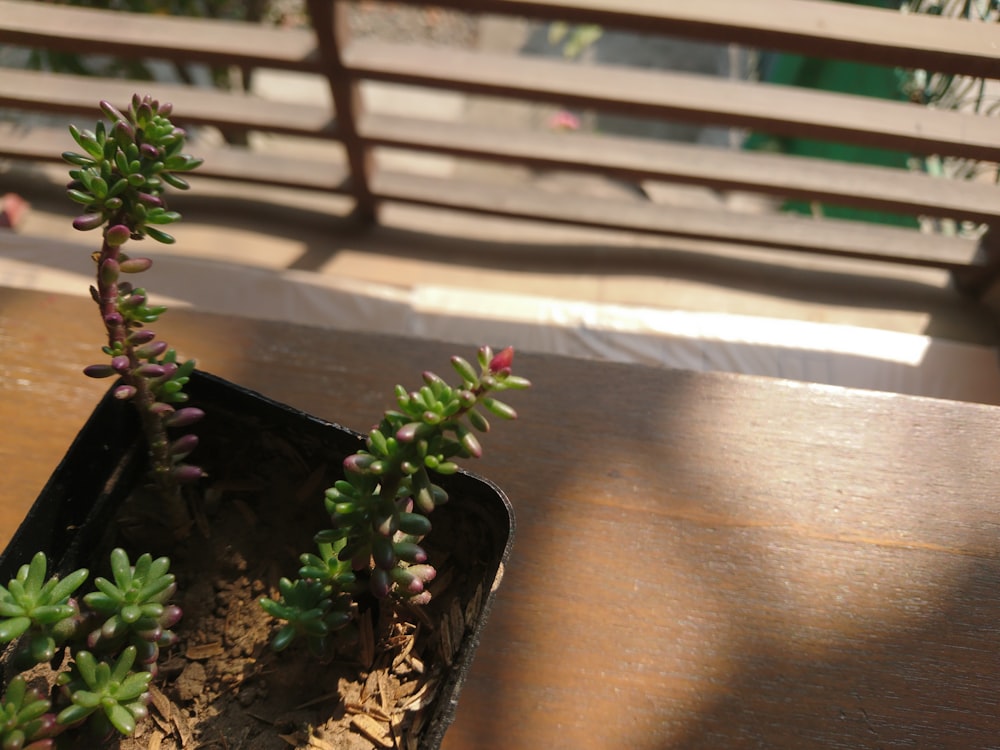 um vaso de planta sentado em cima de uma mesa de madeira