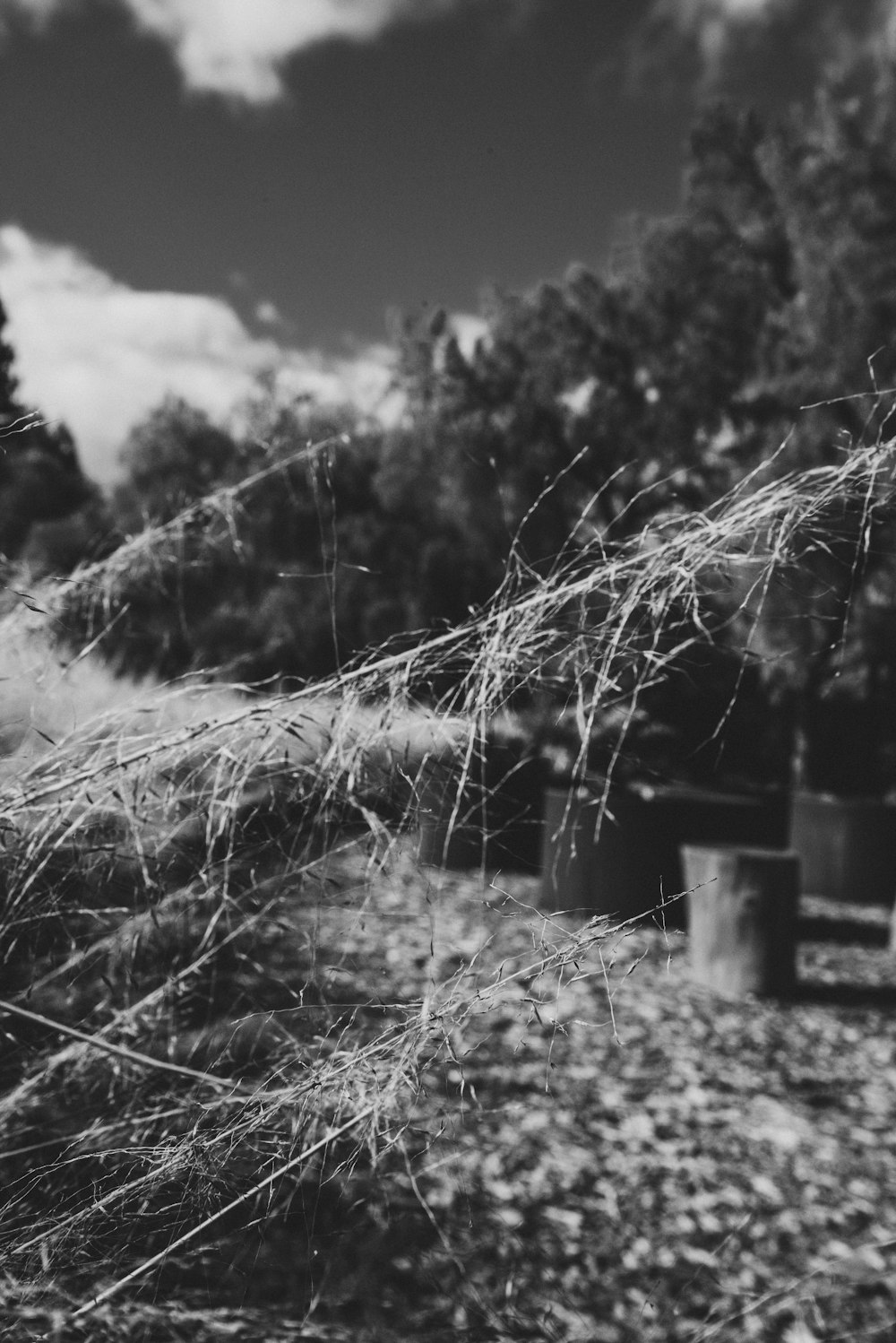 uma foto em preto e branco de um campo de grama