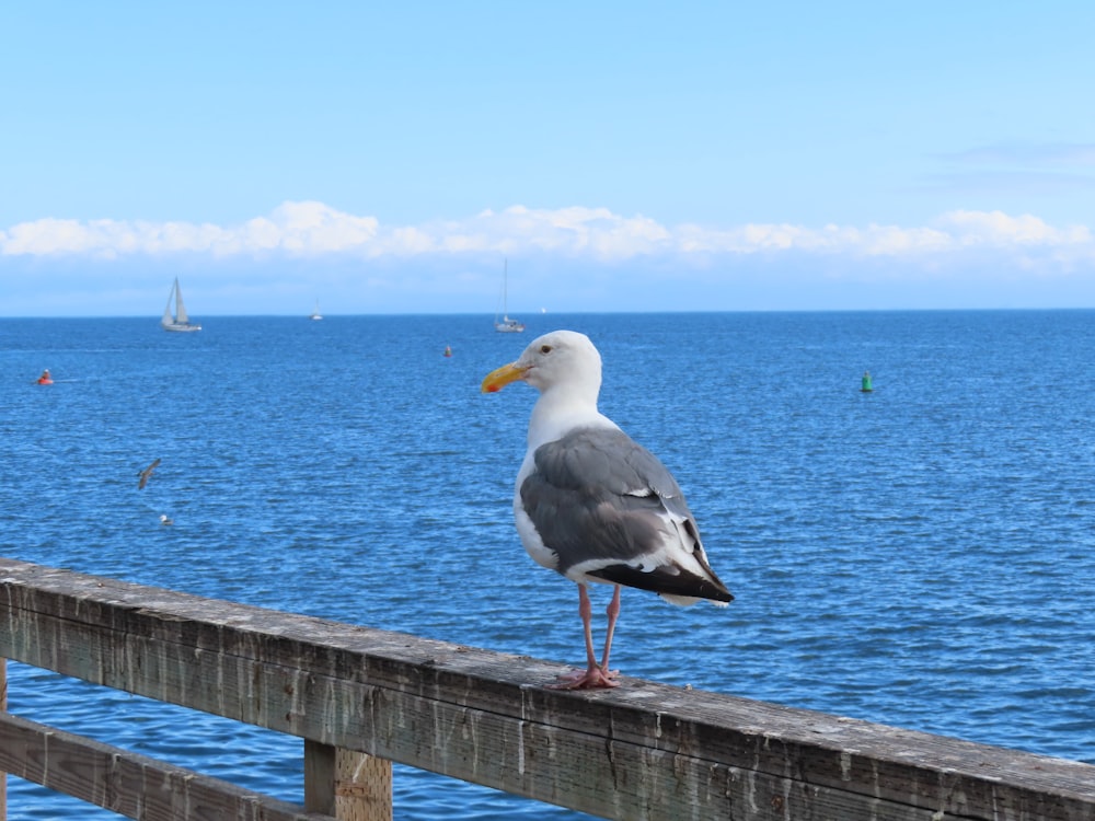 a seagull is standing on a wooden railing by the water