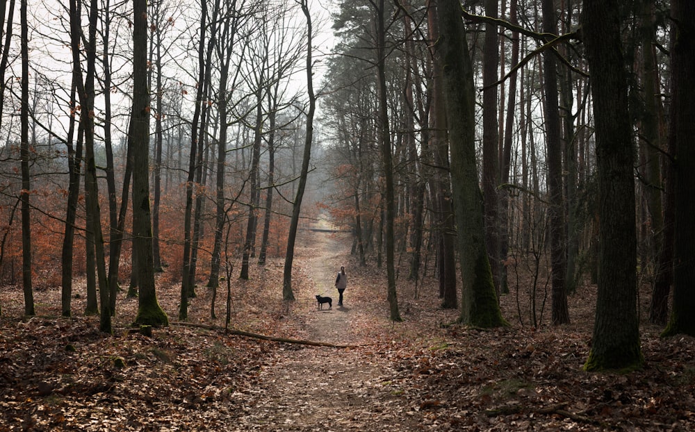 a person and a dog walking in the woods
