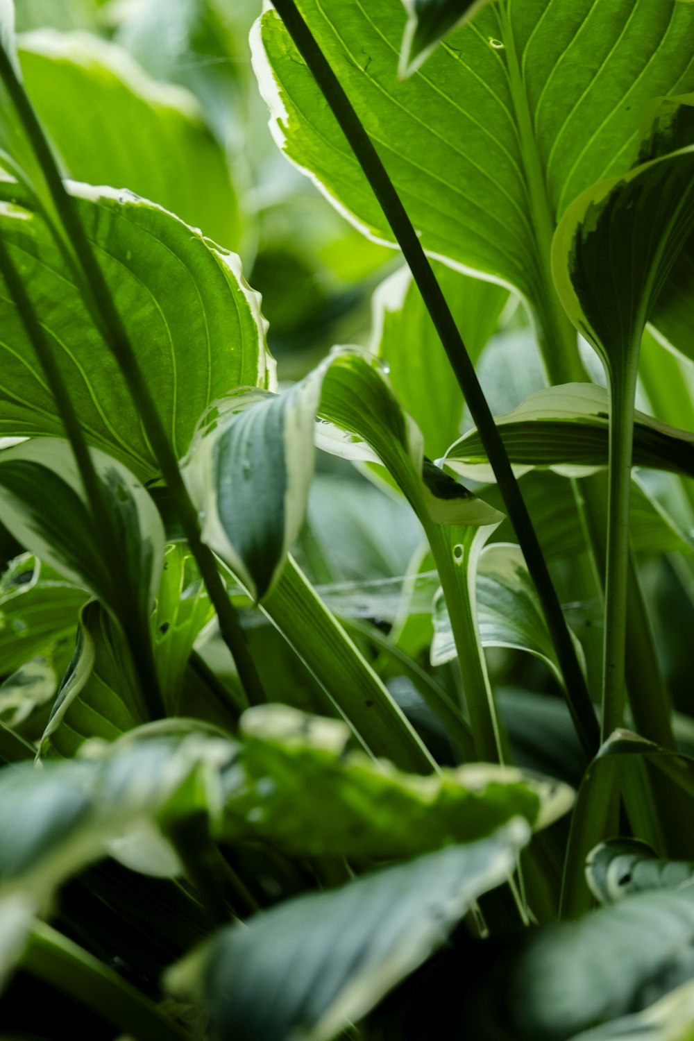 a close up of a green plant with leaves