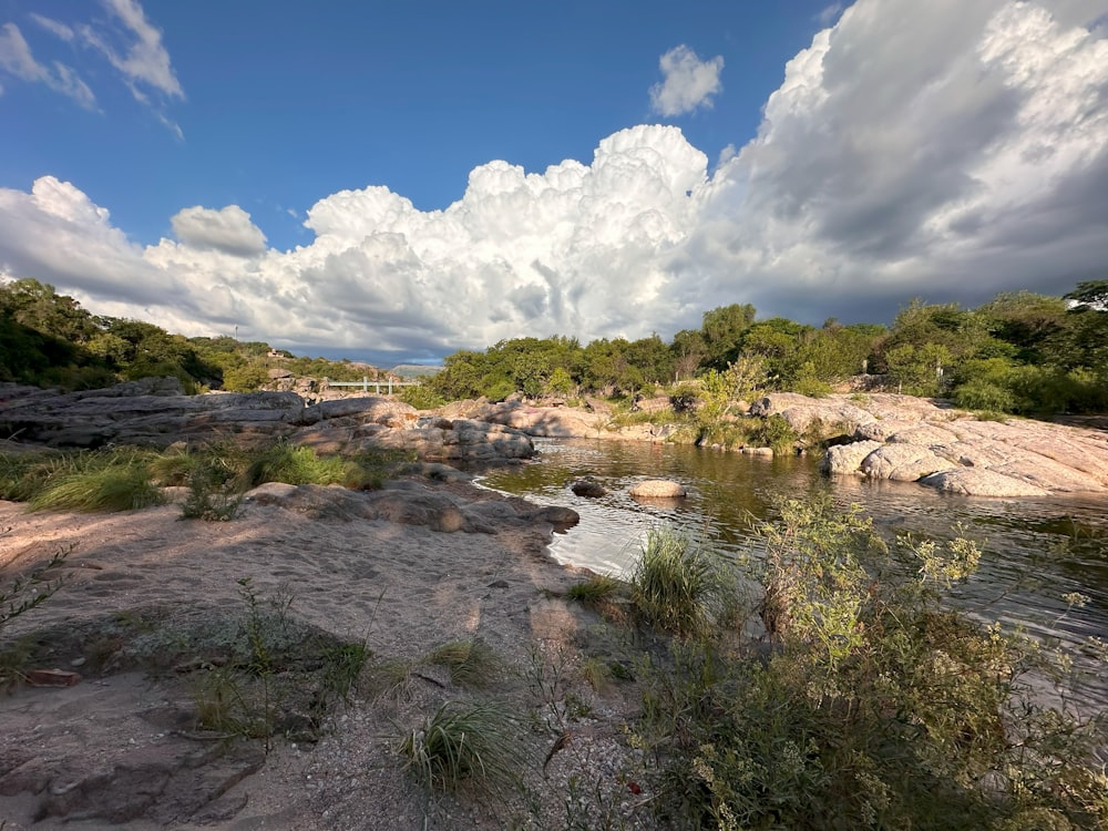 une rivière qui coule à travers une forêt verdoyante