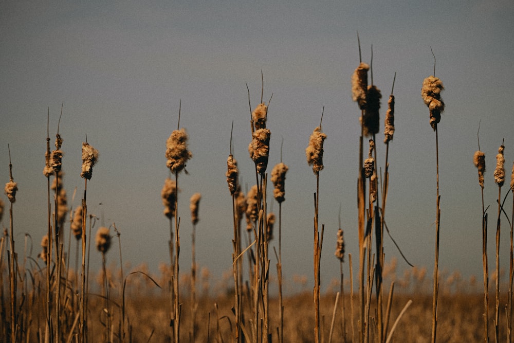 a field of dry grass with a blue sky in the background