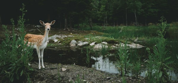 Nature & Faune