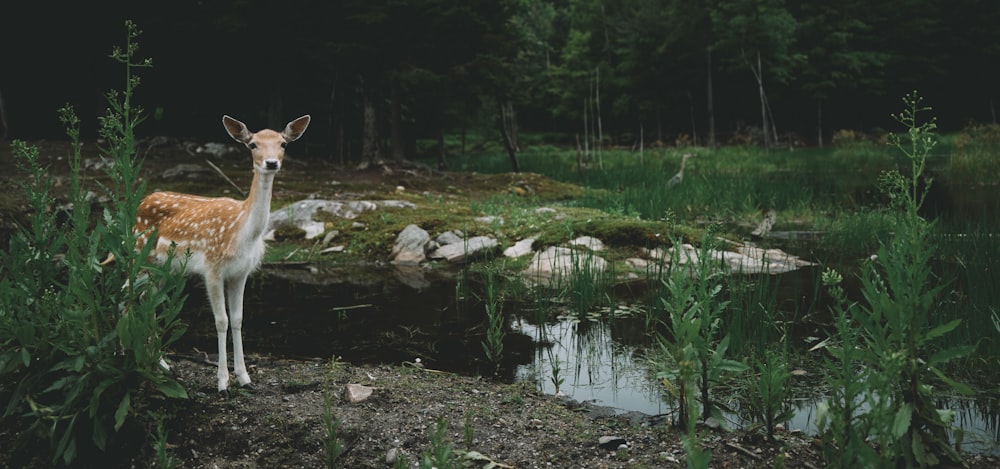 a deer standing in the middle of a forest