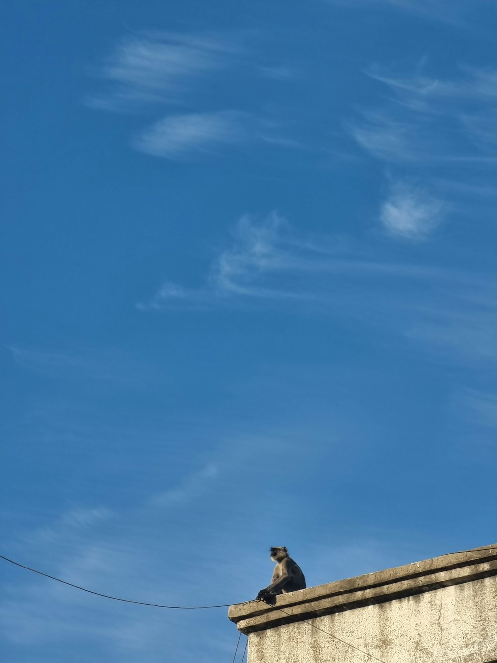 a cat sitting on top of a building under a blue sky