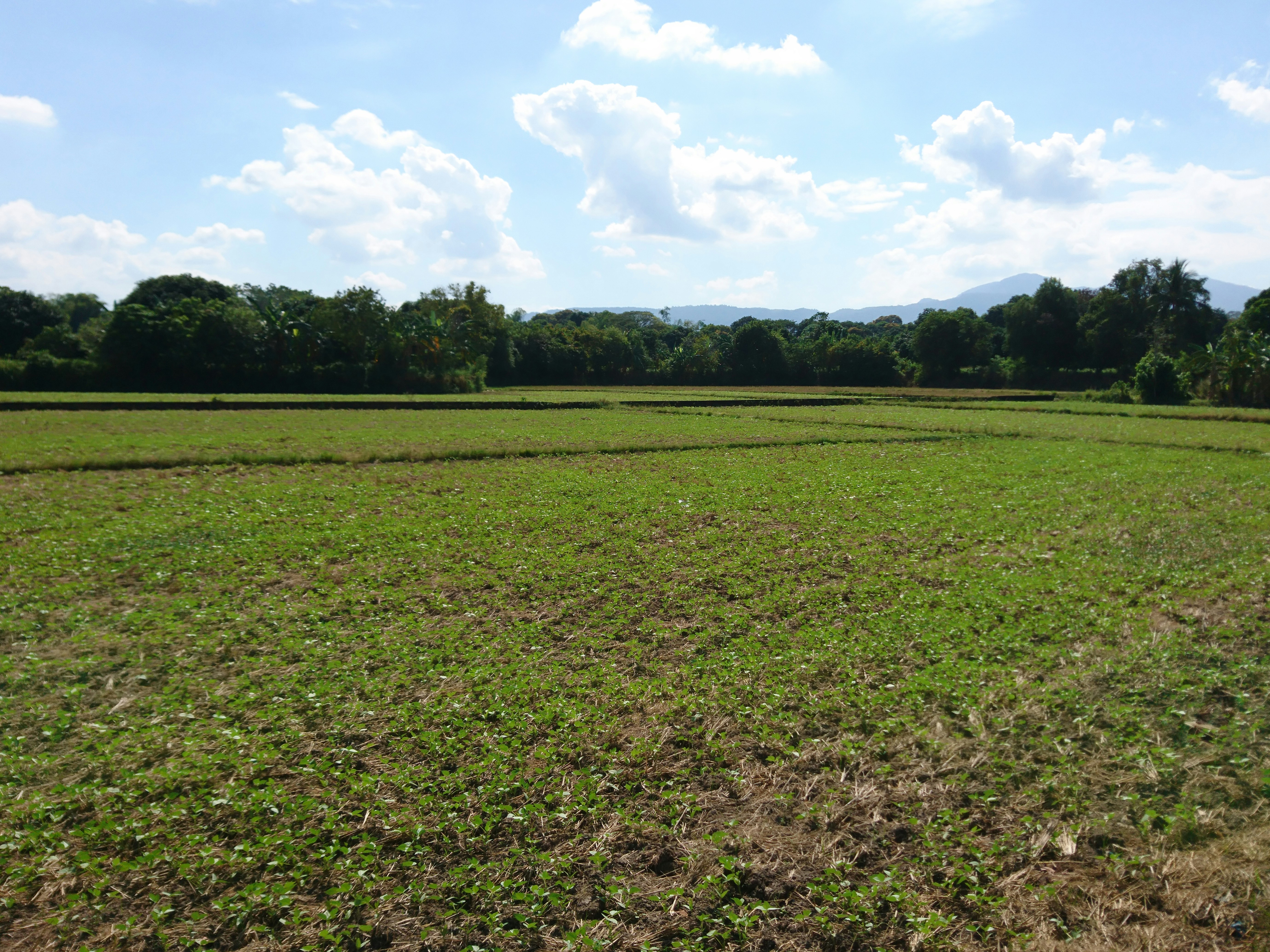 Large open field with trees