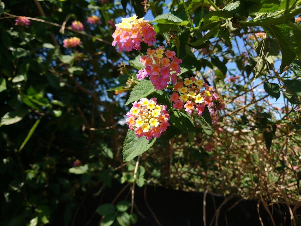 a bunch of flowers that are on a tree