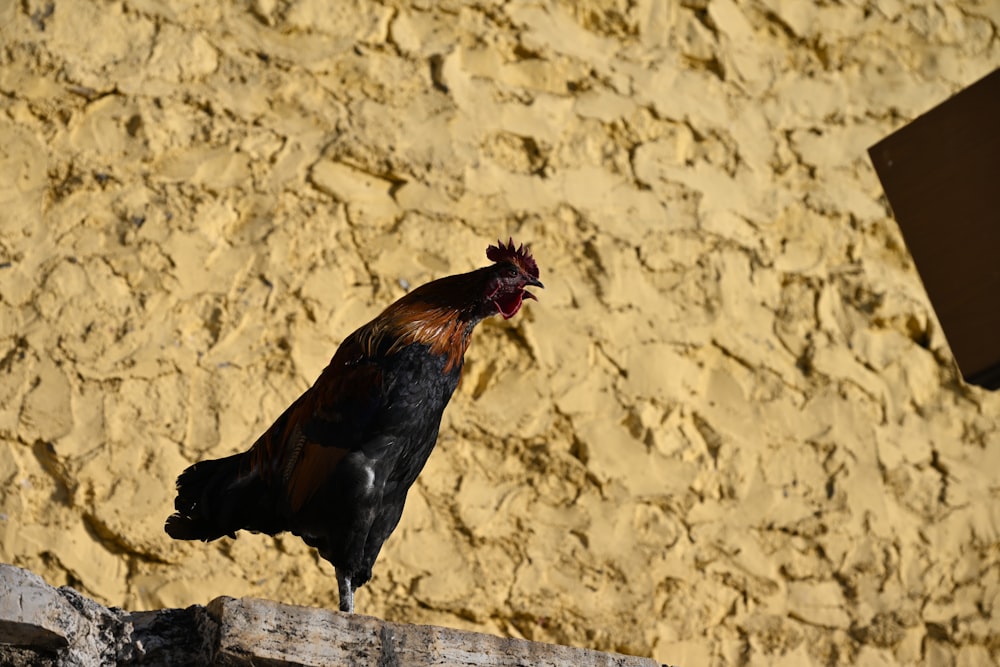 a rooster standing on top of a wooden fence