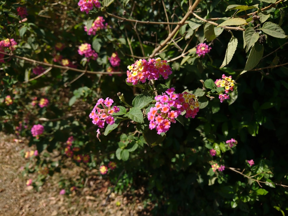 a bunch of pink and yellow flowers growing on a bush