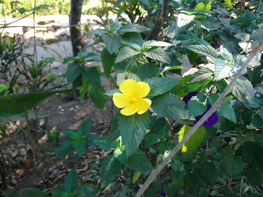 uma flor amarela está florescendo em um jardim