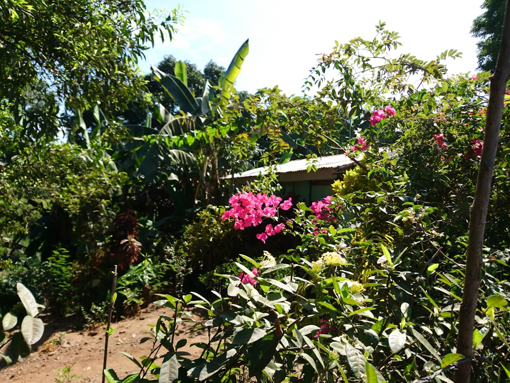 a house in the middle of a jungle with pink flowers